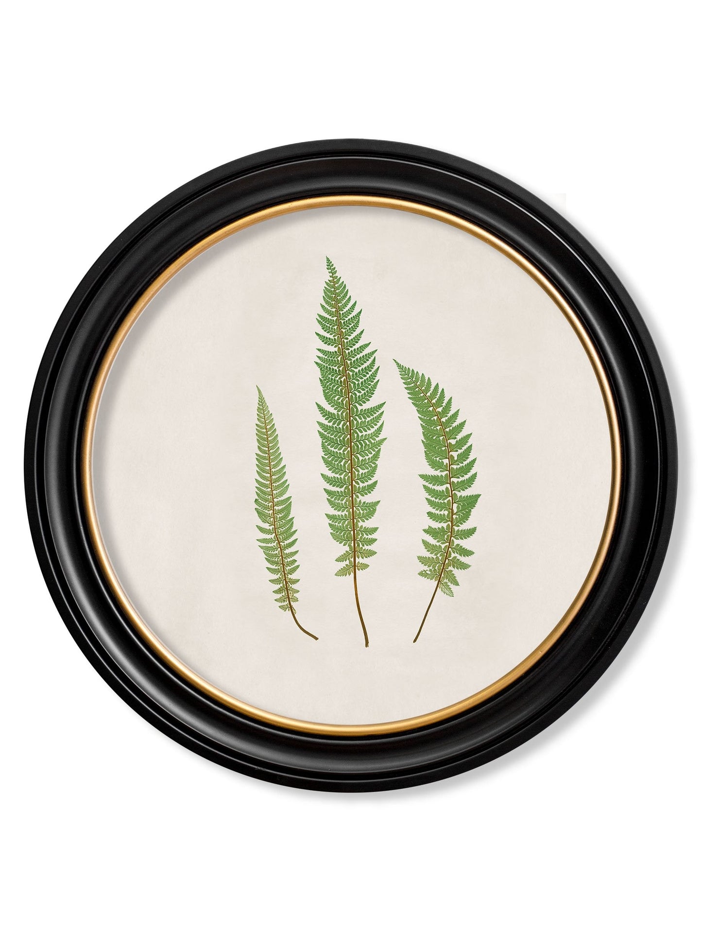 c.1857 Common Prickly Fern – Round Frame detail – Leya Buster Interiors