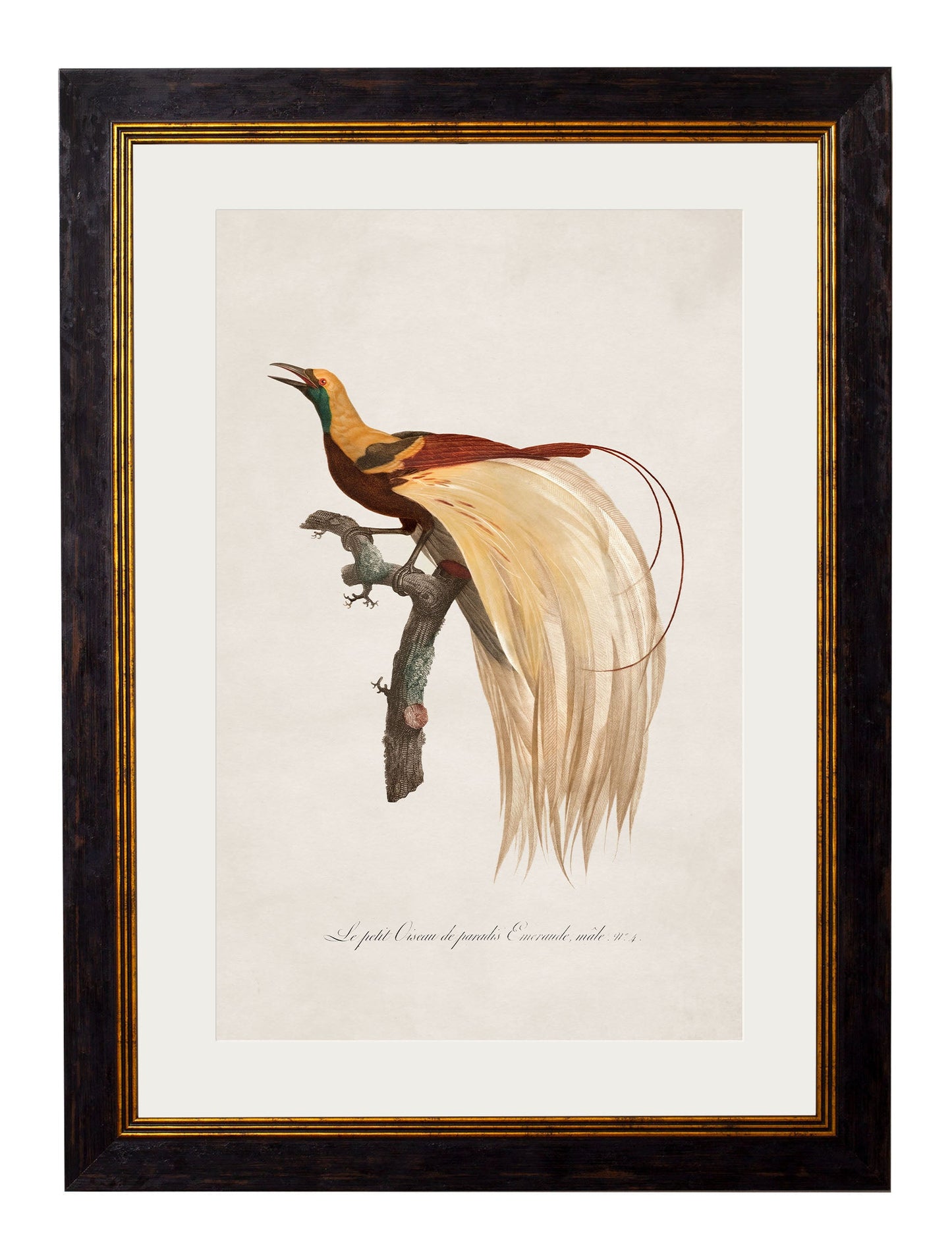 c.1809 Birds of Paradise styled view – Leya Buster Interiors