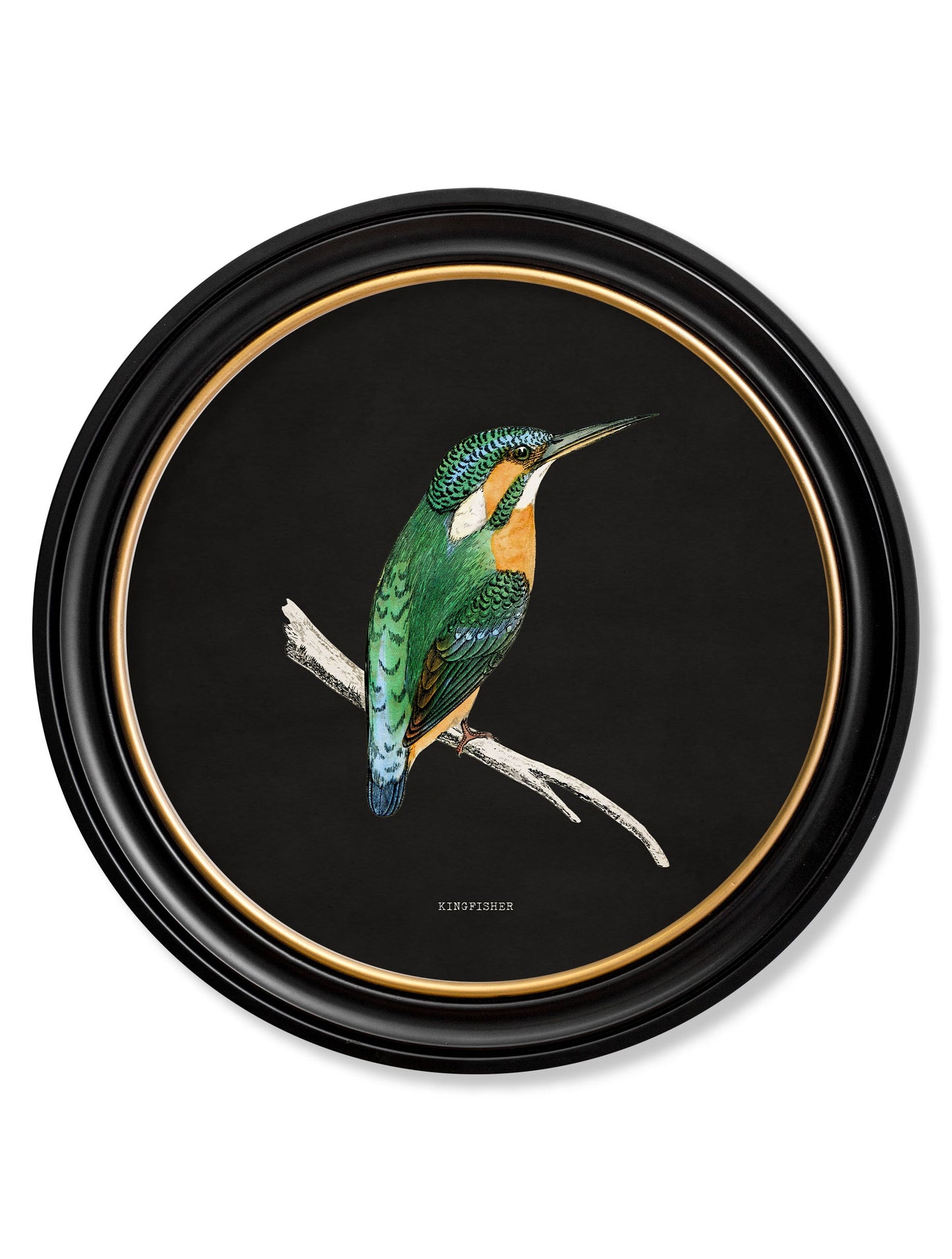 c.1870 Kingfisher and Bee Eater – Black styled view – Leya Buster Interiors