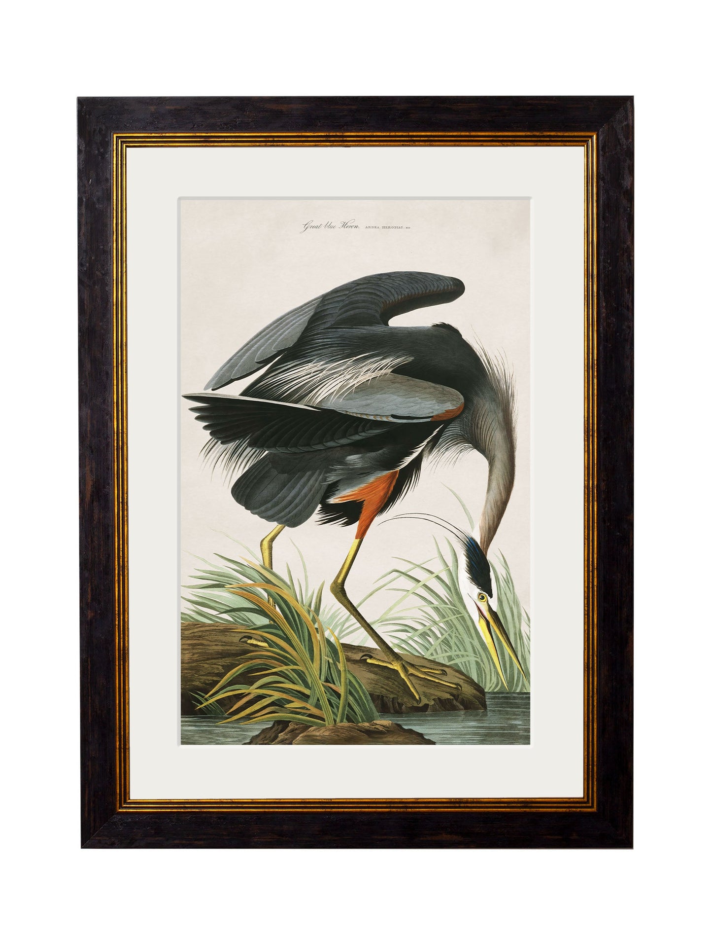 c.1838 Audubon's Great Blue Heron styled view – Leya Buster Interiors
