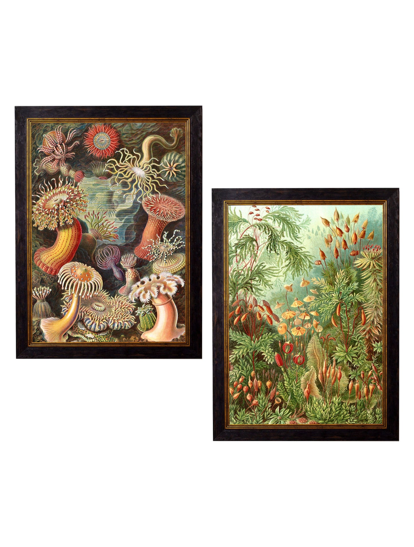 c.1904 Haeckel Flora styled view – Leya Buster Interiors