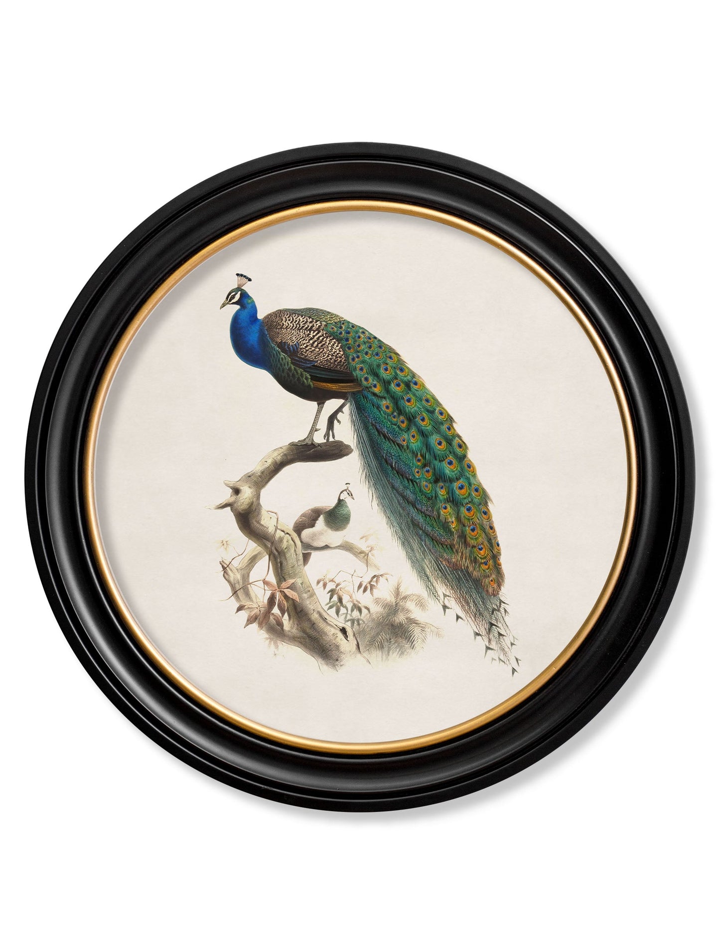c.1800s Peacock in Round Frame detail – Leya Buster Interiors