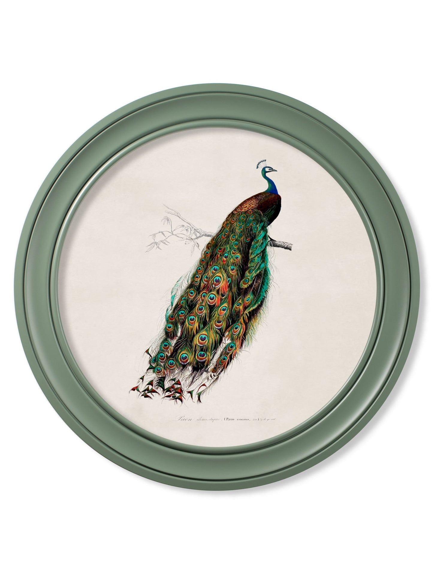 c.1800s Peacock in Green Round Frame Green detail – Leya Buster Interiors