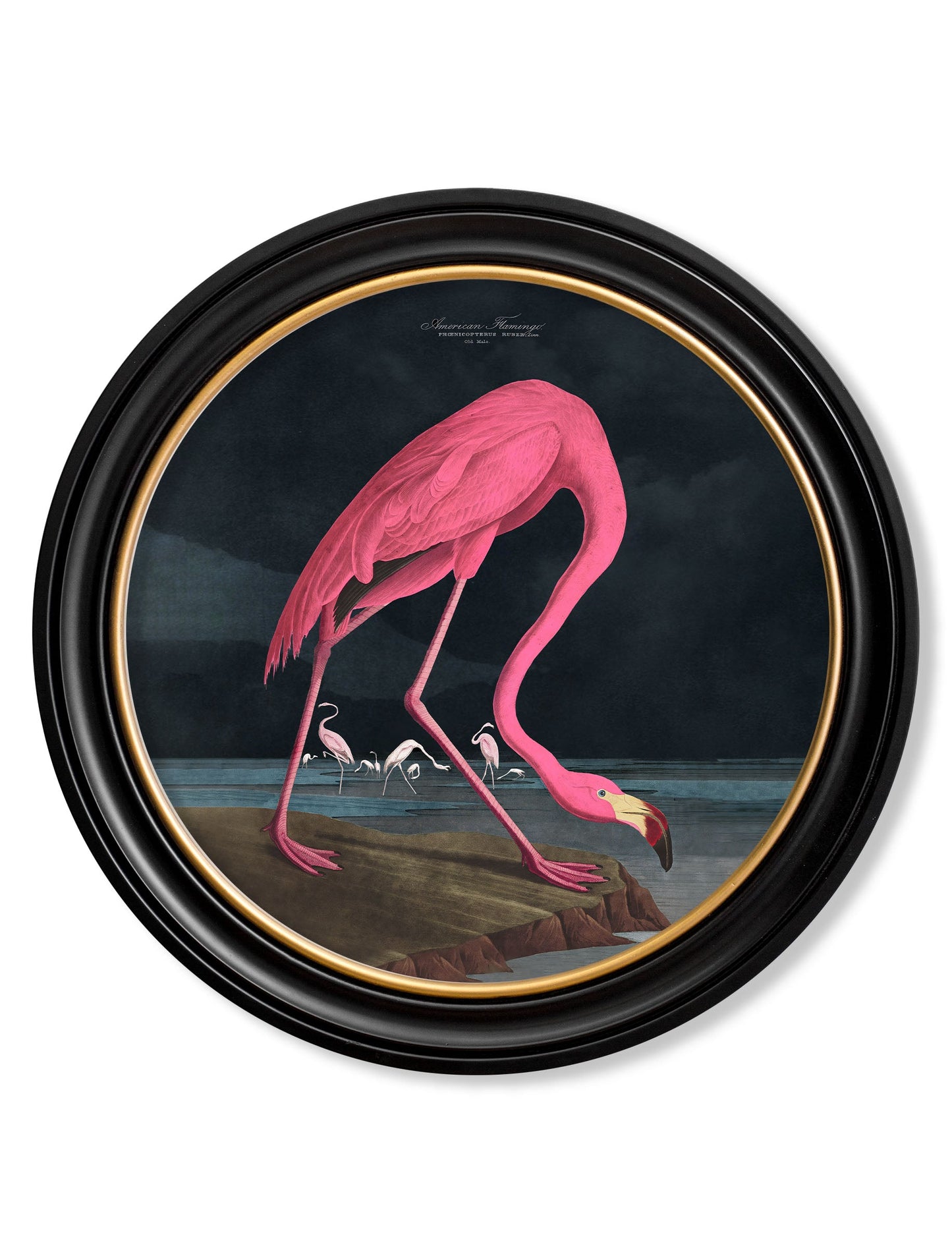 c.1838 Audubon's Flamingo – Dark – Round Frame detail – Leya Buster Interiors