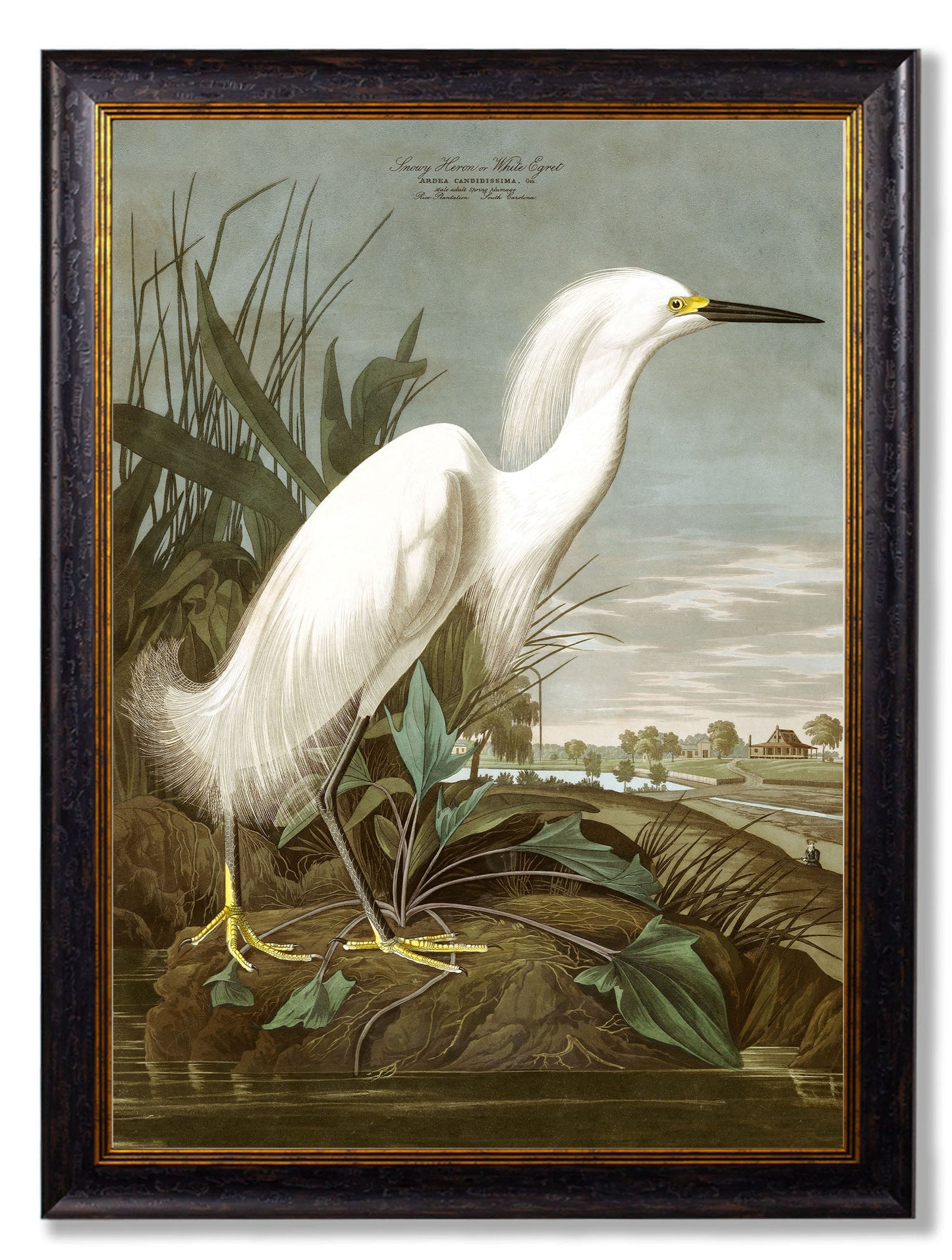 c.1838 Audubon's Herons styled view – Leya Buster Interiors
