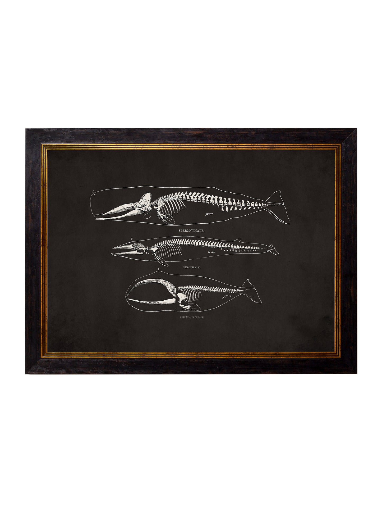 c.1870 Anatomical Skeletons – Dark styled view – Leya Buster Interiors