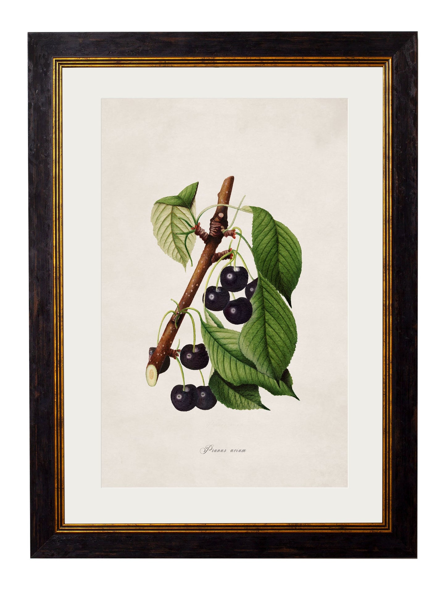 c.1886 Study of Berries & Cherries styled view – Leya Buster Interiors