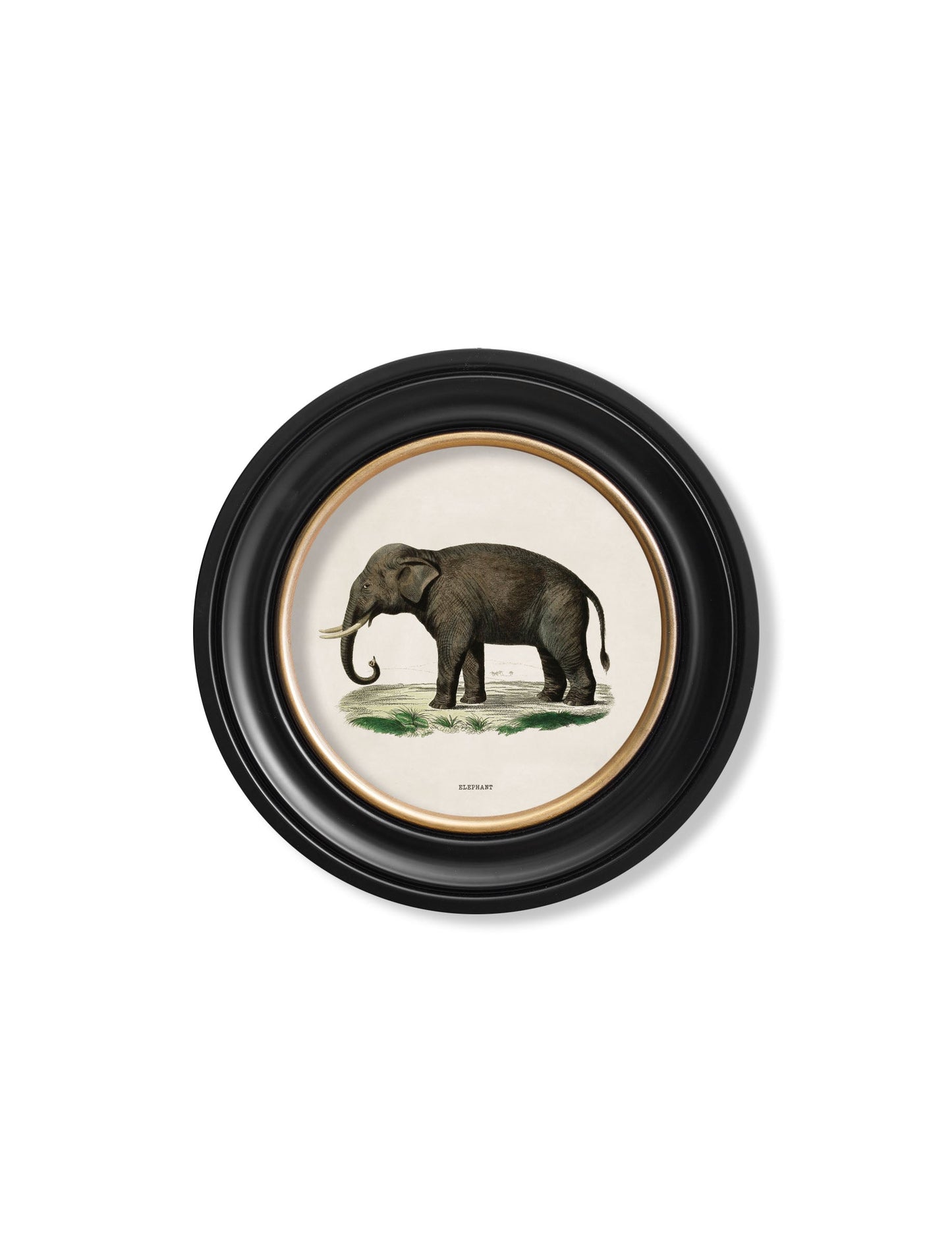 c.1846 Elephants in Round Frame styled view – Leya Buster Interiors
