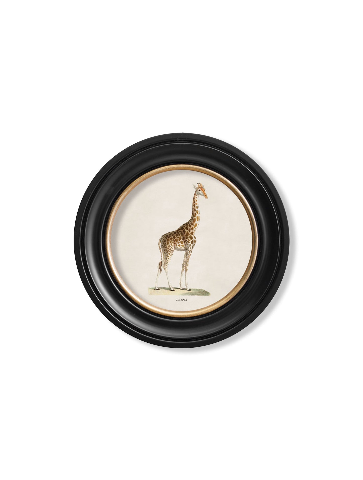 c.1836 Giraffe – Round Frame styled view – Leya Buster Interiors
