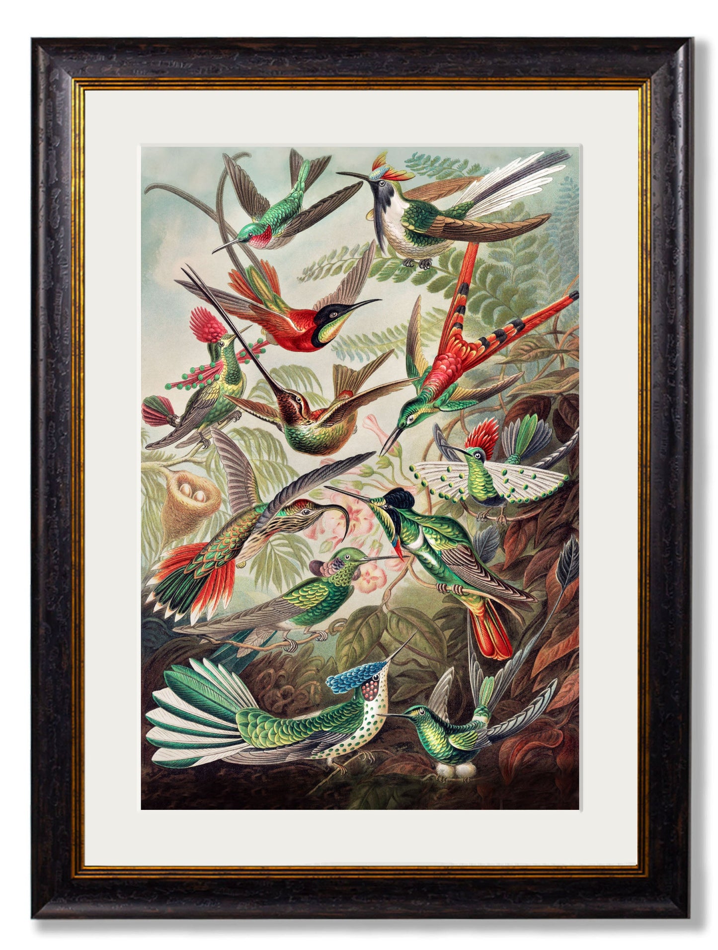 c.1904 Haeckel Hummingbirds styled view – Leya Buster Interiors