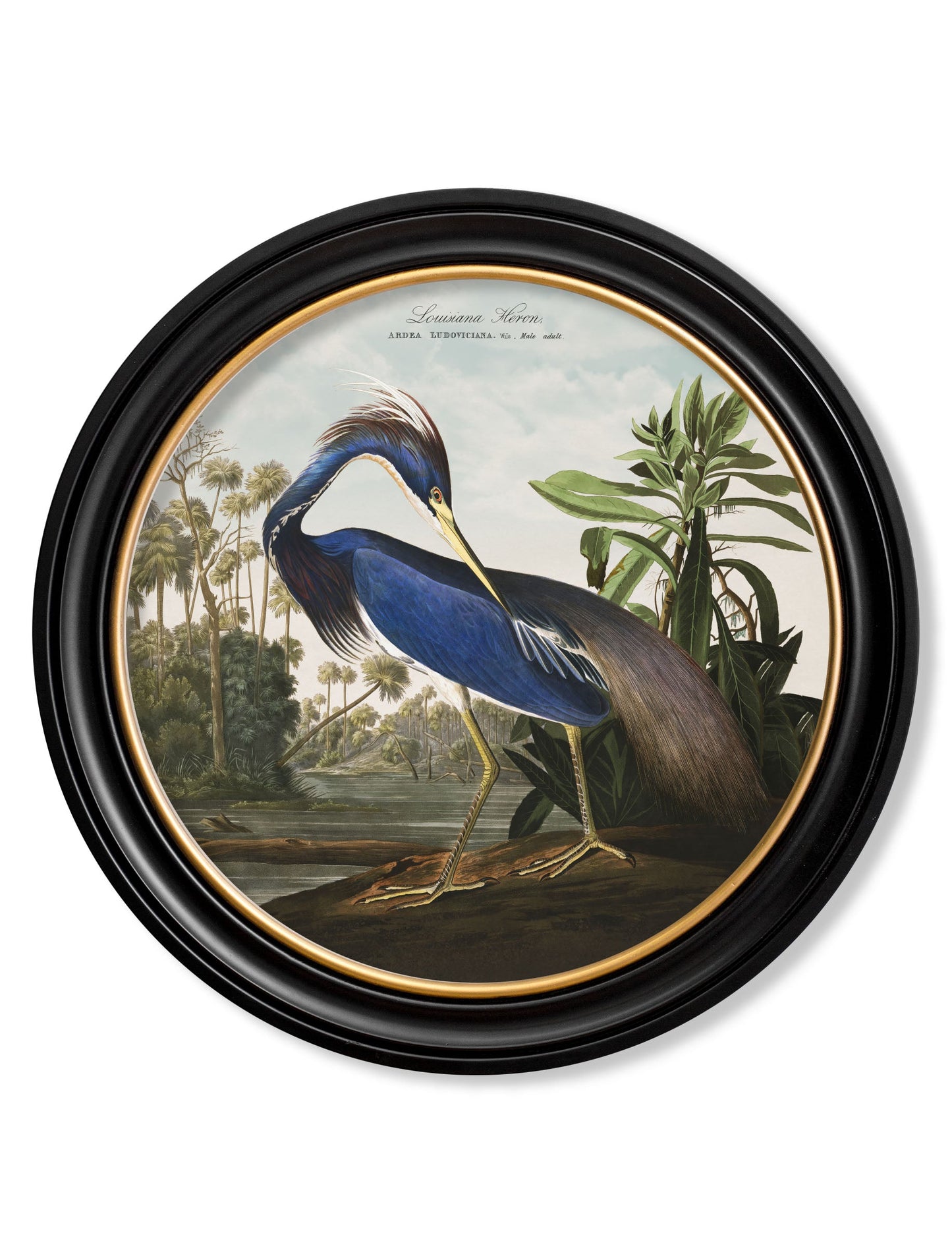 c.1838 Audubon's Herons in Round Frames styled view – Leya Buster Interiors