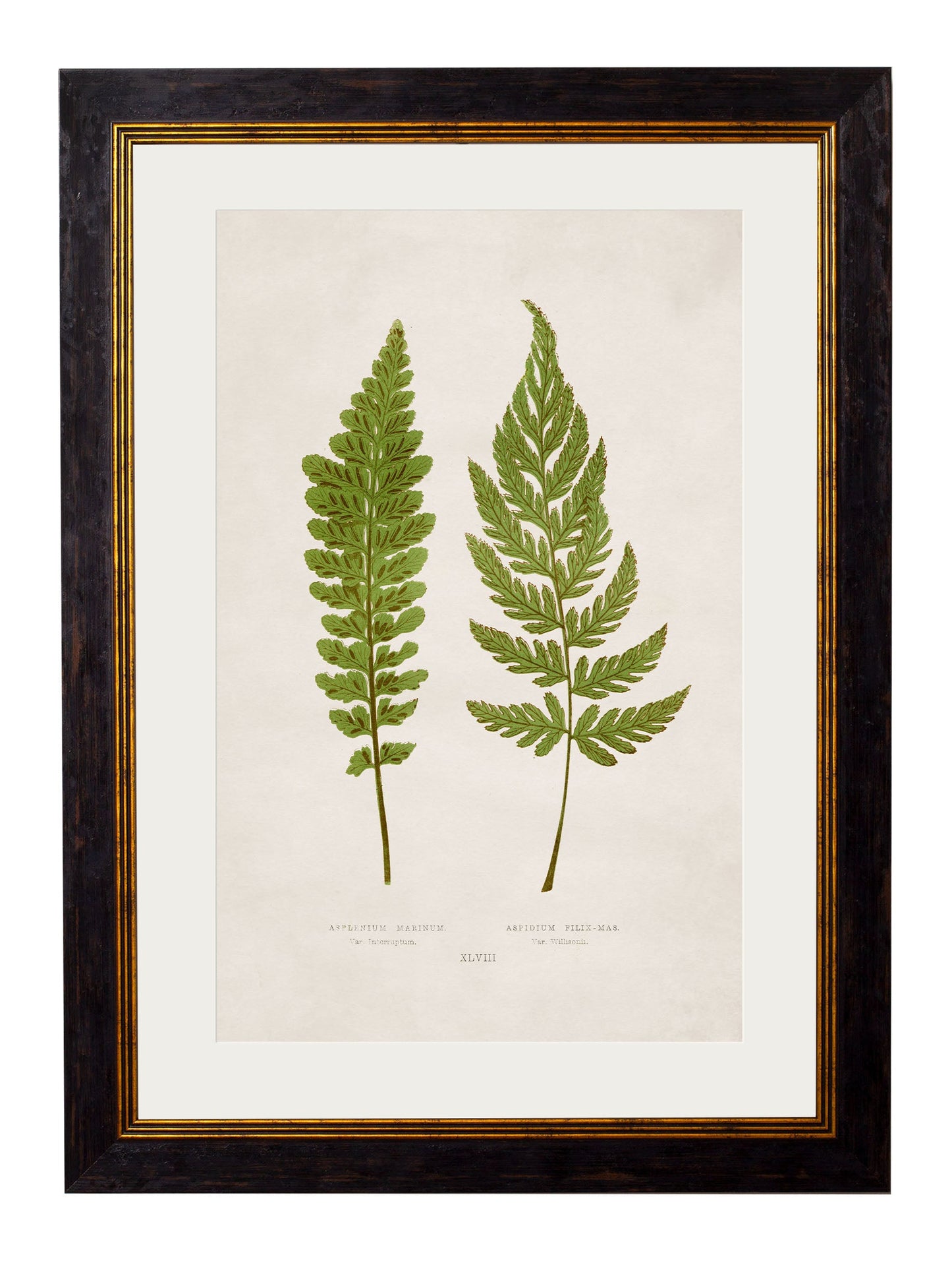 c.1864 Collection of British Ferns styled view – Leya Buster Interiors