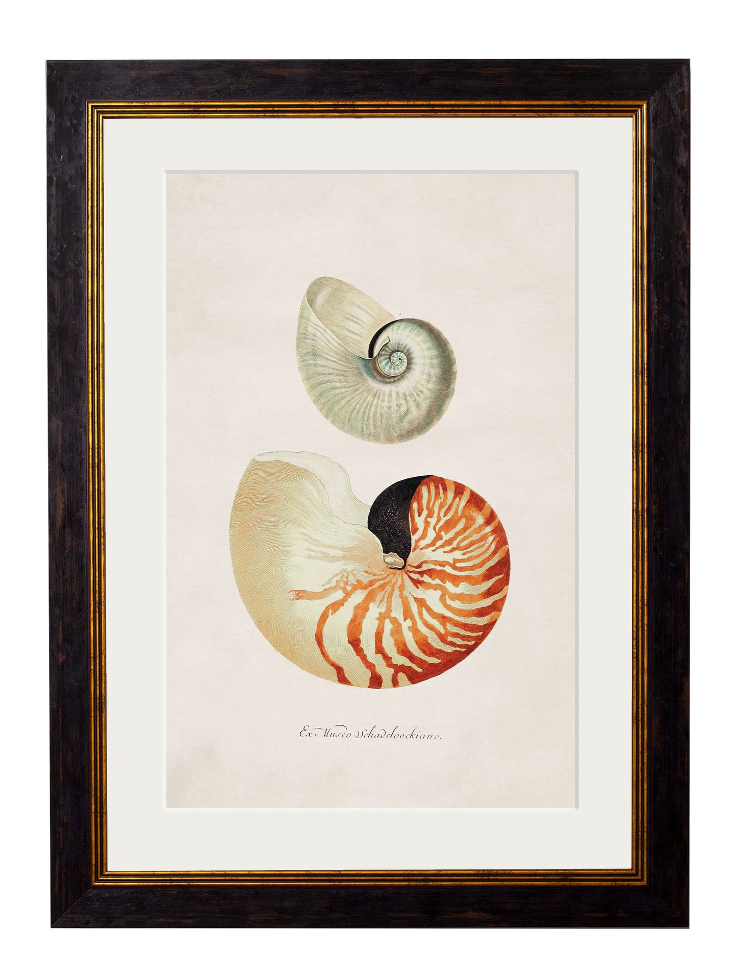 c.1848 Studies of Shells styled view – Leya Buster Interiors