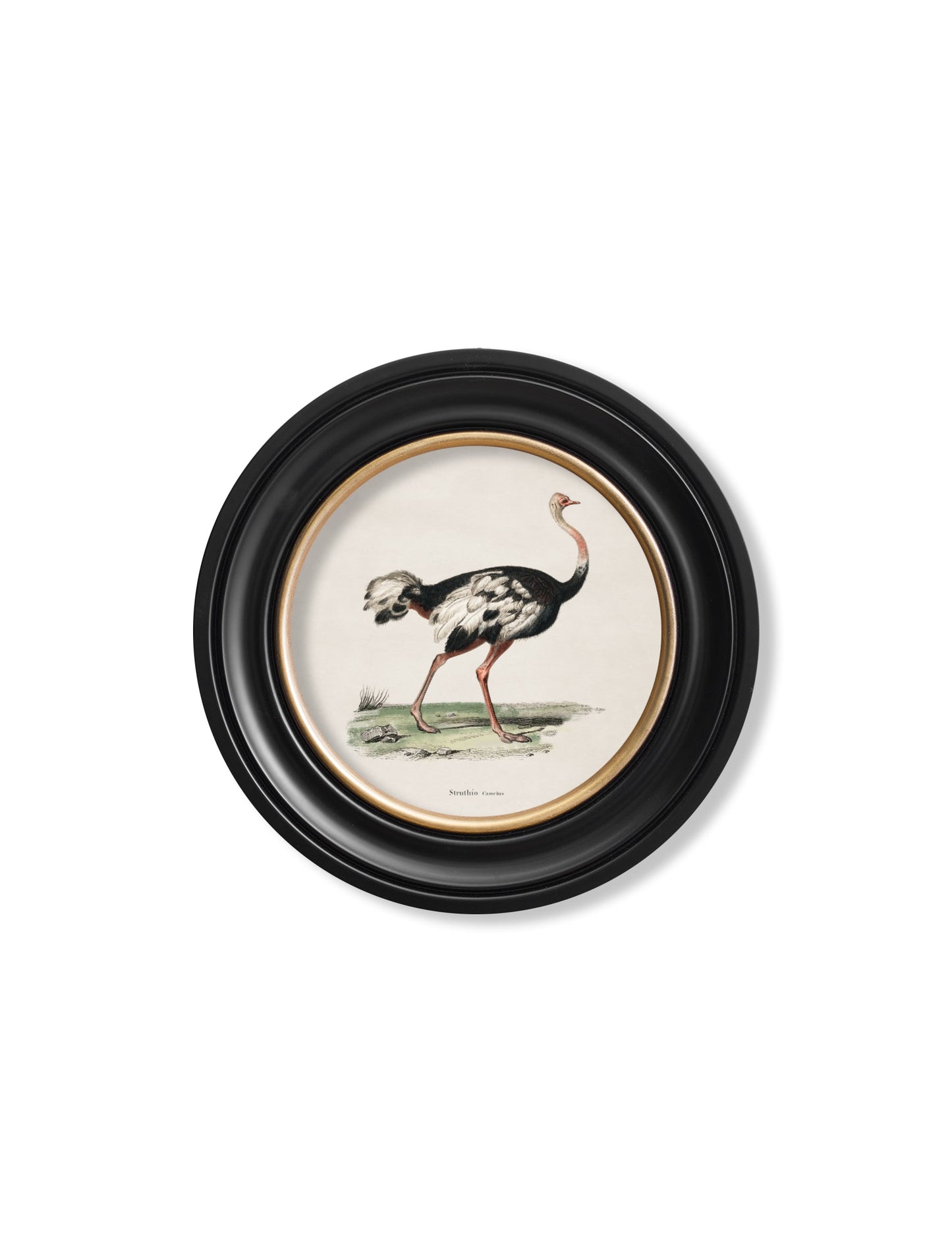 c.1846 Ostrich – Round Frame styled view – Leya Buster Interiors