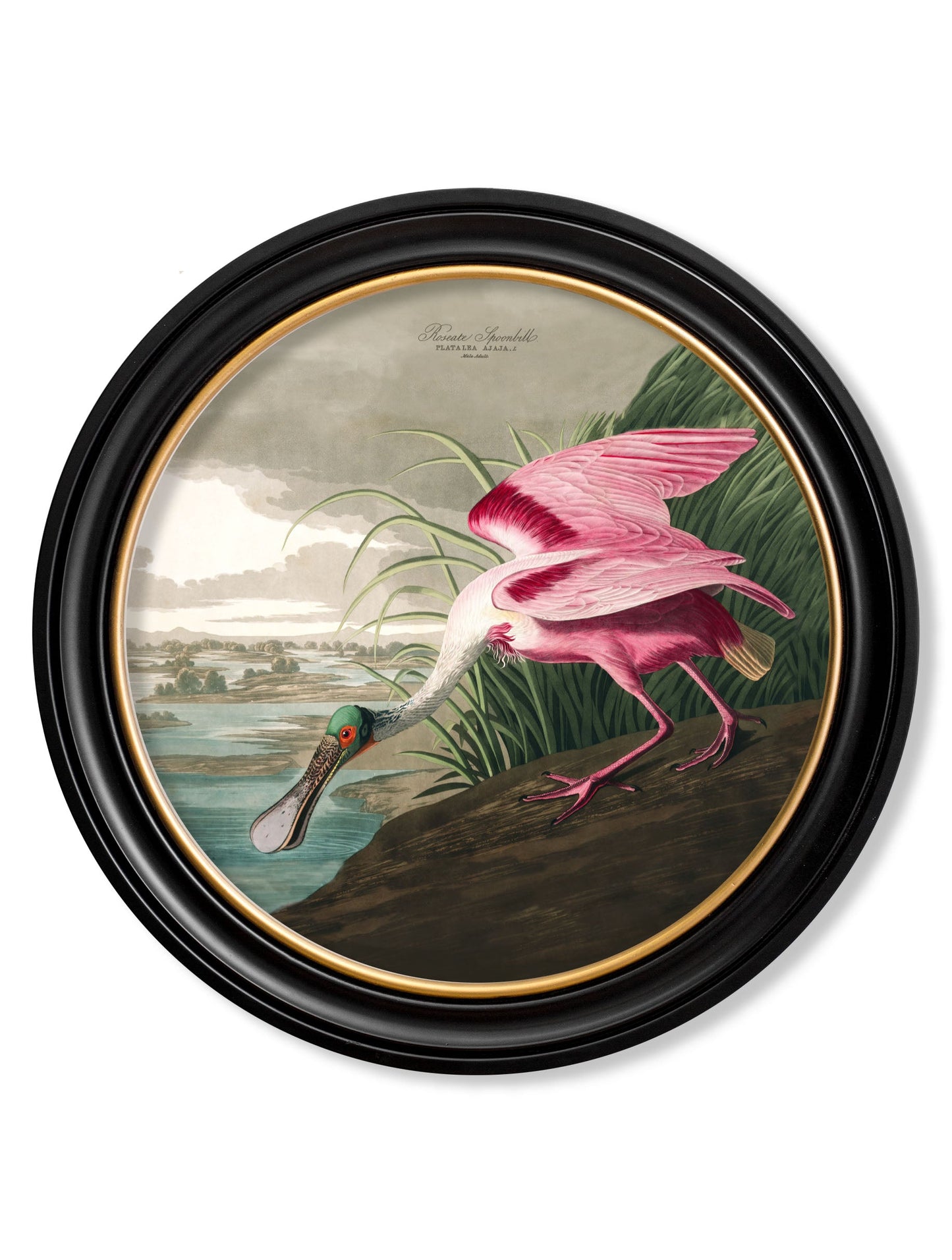 c.1838 Audubon's Birds of America in Round Frames styled view – Leya Buster Interiors
