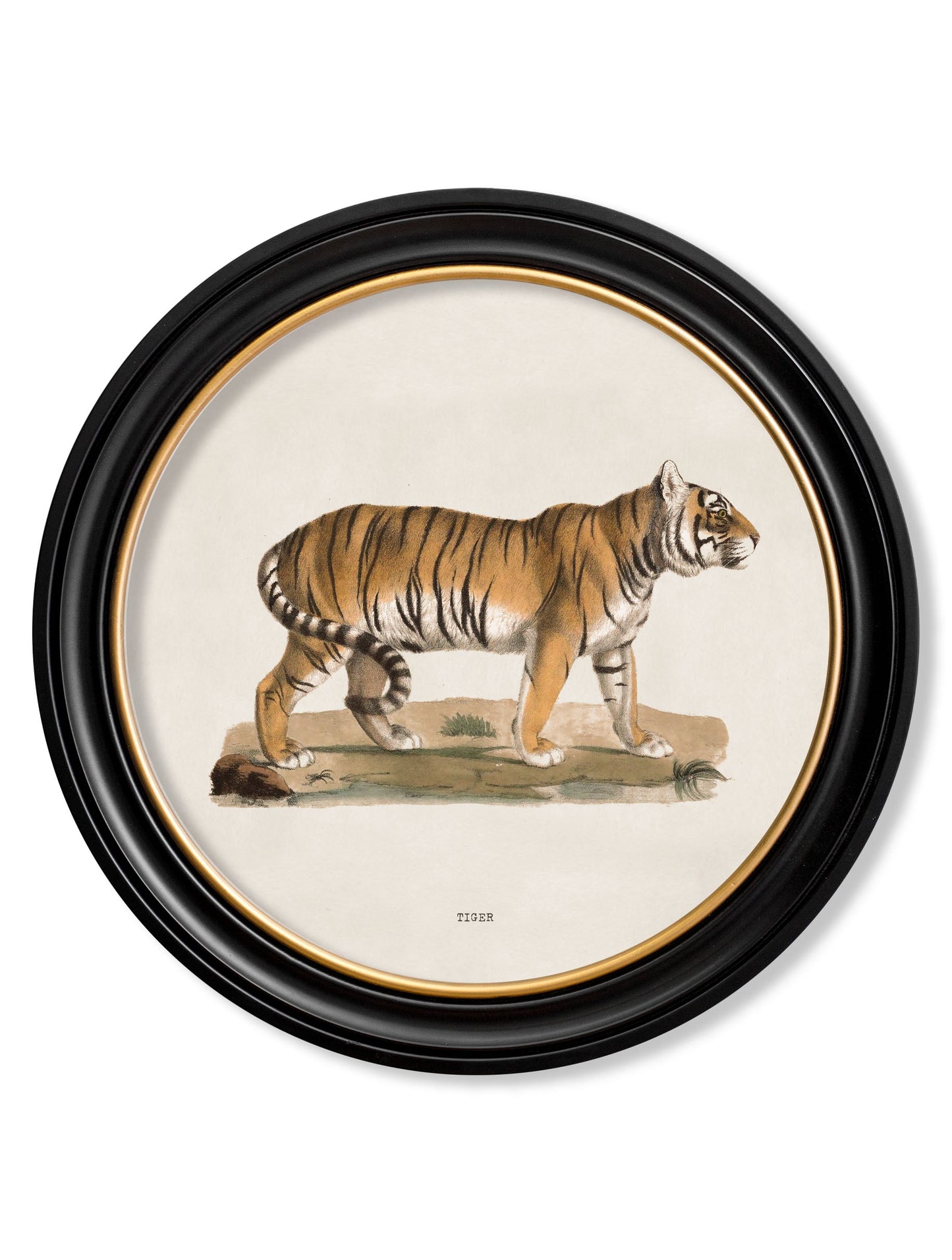 c.1824 Tiger – Round Frame detail – Leya Buster Interiors