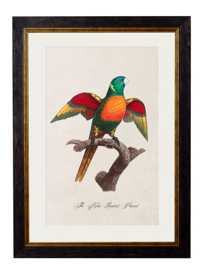 C.1800's Collection of Parrots styled view – Leya Buster Interiors