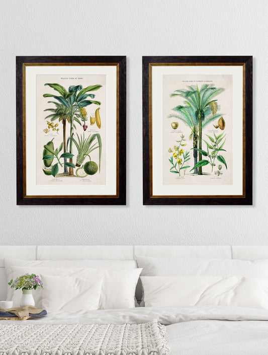 c.1877 Tropical Plants Used as Food and Clothing – framed wall art at Leya Buster Interiors