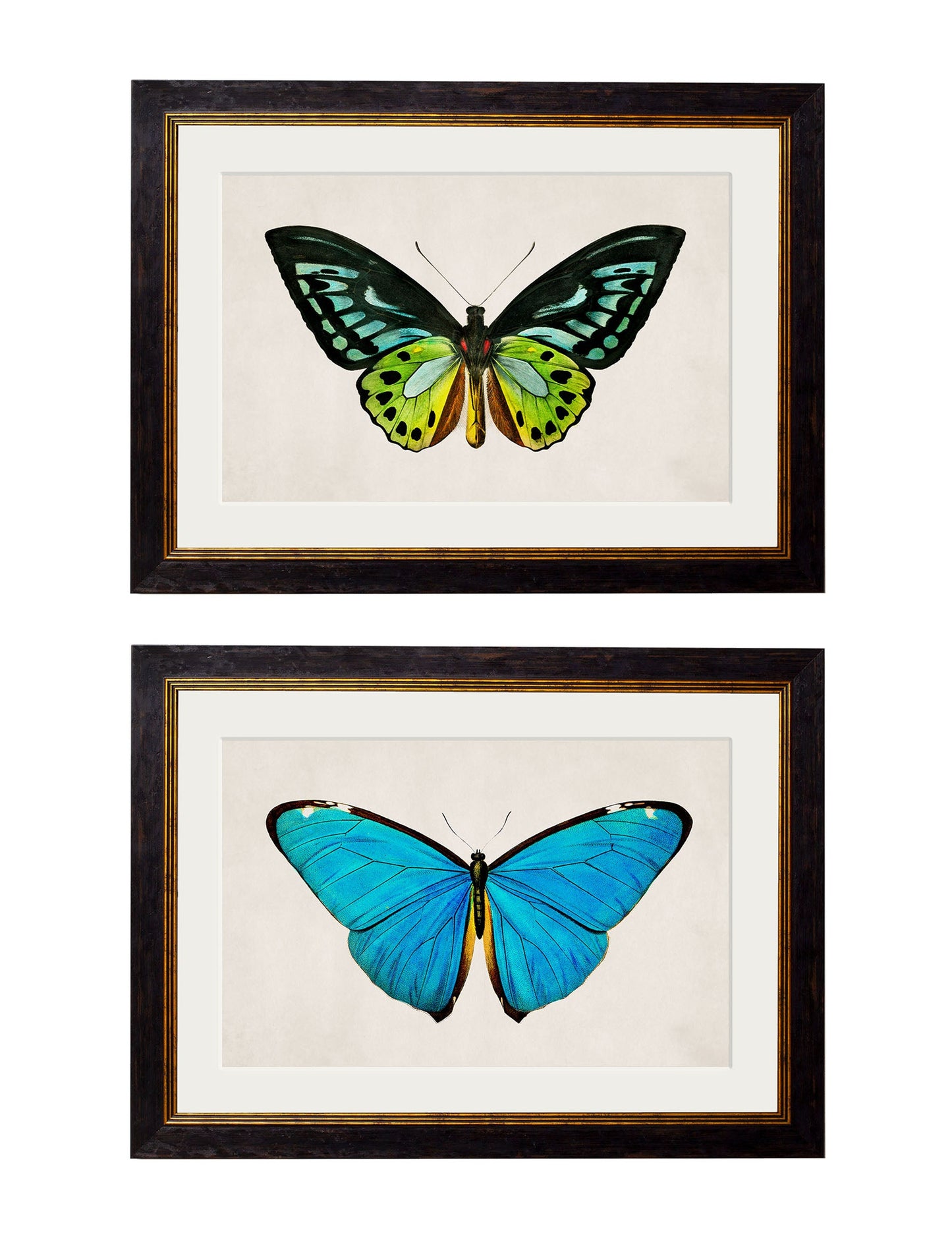 c.1836 Tropical Butterflies detail – Leya Buster Interiors