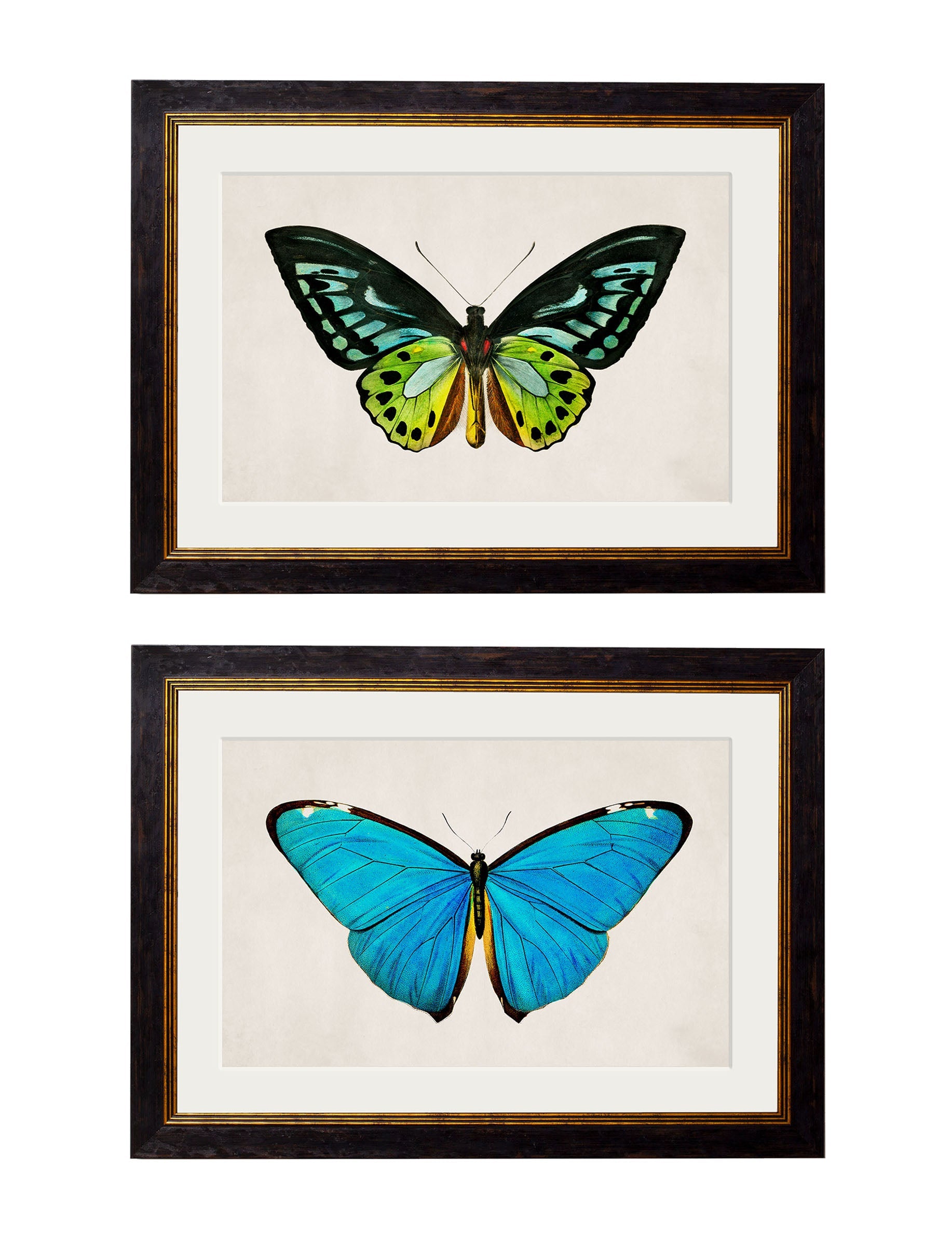 c.1836 Tropical Butterflies detail – Leya Buster Interiors
