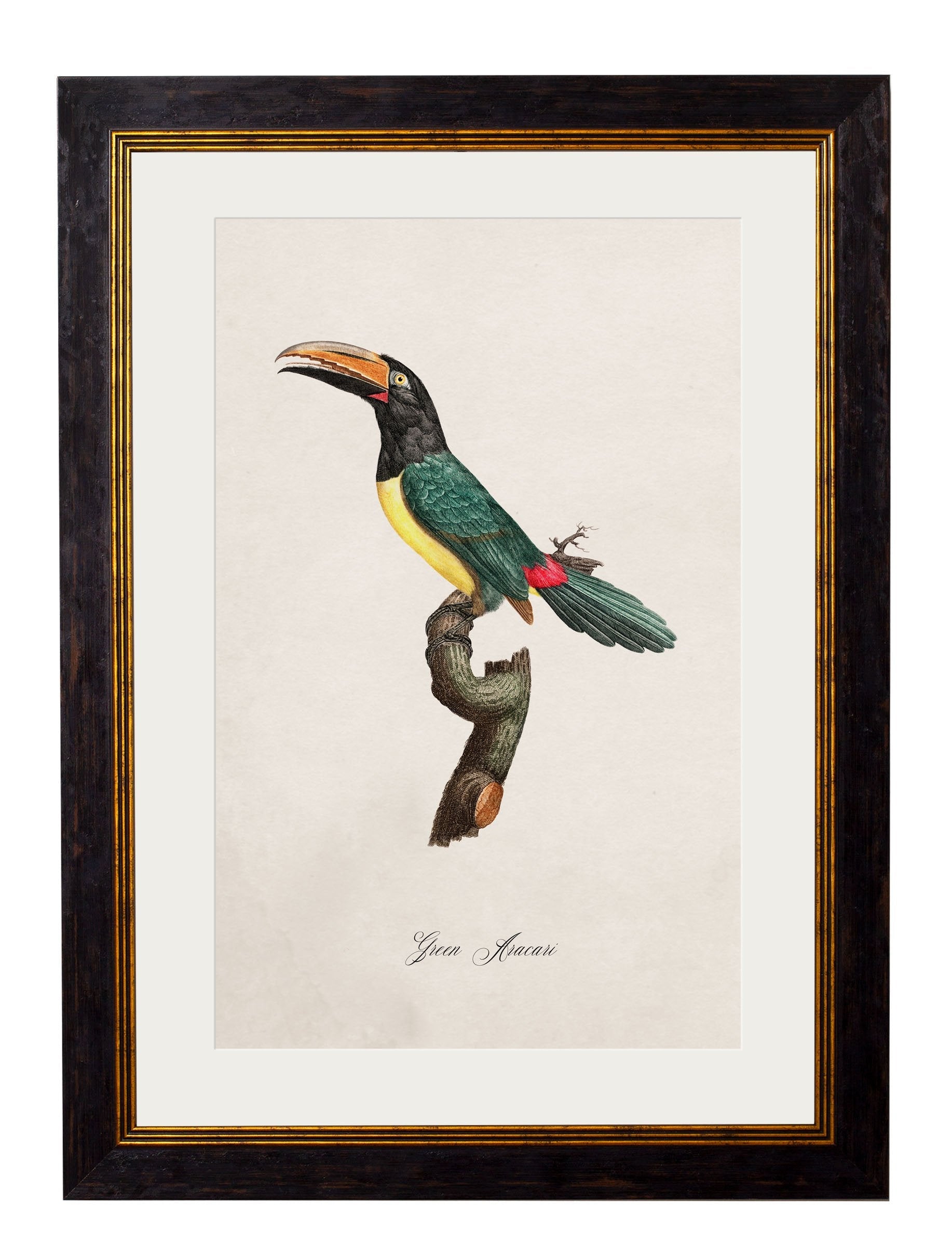 C.1800's Collection of Parrots styled view – Leya Buster Interiors