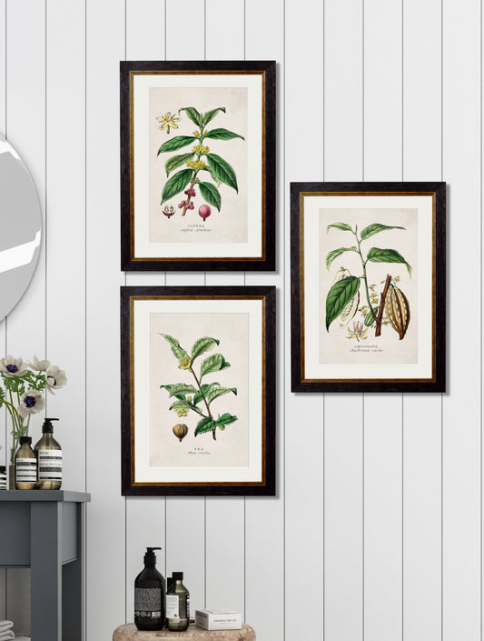 c.1877 Tea, Coffee and Chocolate Plants – framed wall art at Leya Buster Interiors