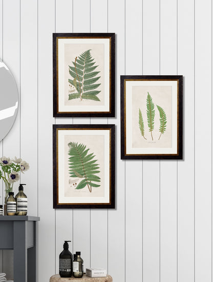 c.1831 Collection of Ferns – framed wall art at Leya Buster Interiors