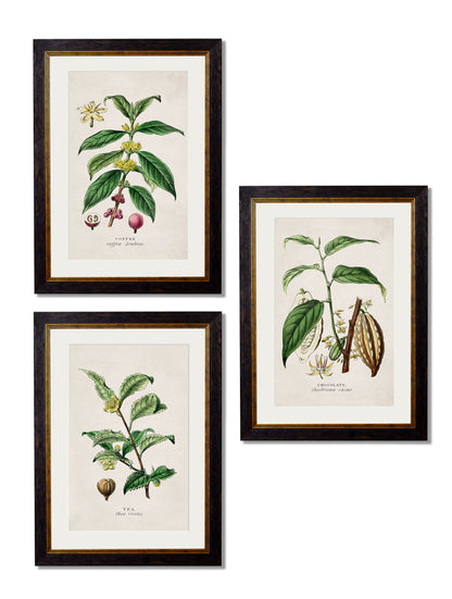 c.1877 Tea, Coffee and Chocolate Plants detail – Leya Buster Interiors