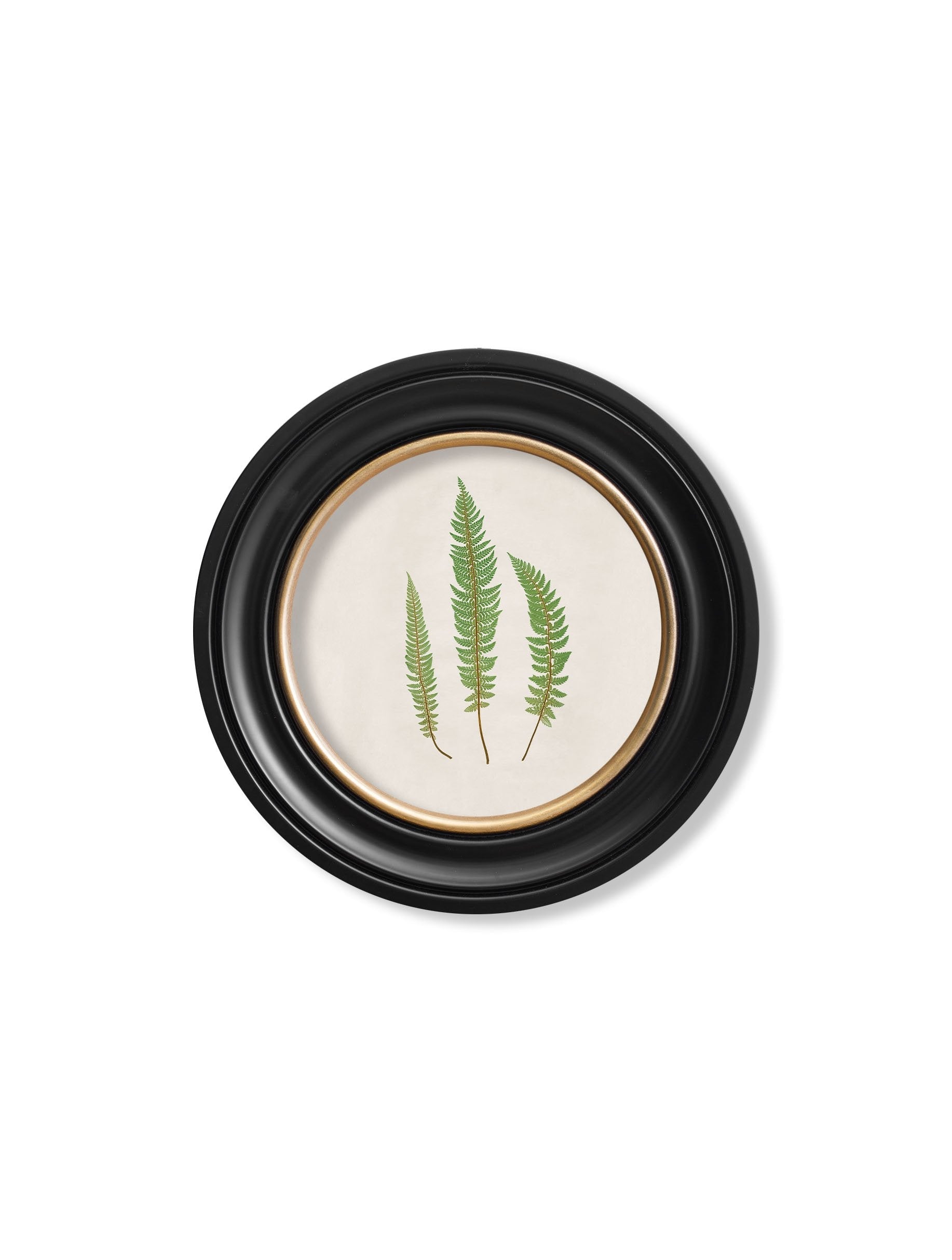 c.1857 Common Prickly Fern – Round Frame – framed wall art at Leya Buster Interiors