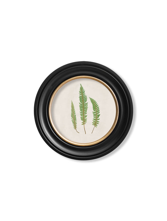 c.1857 Common Prickly Fern – Round Frame – framed wall art at Leya Buster Interiors