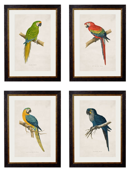 c.1884 Macaws detail – Leya Buster Interiors