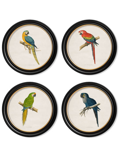C.1884 Collection of Macaws in Round Frames detail – Leya Buster Interiors