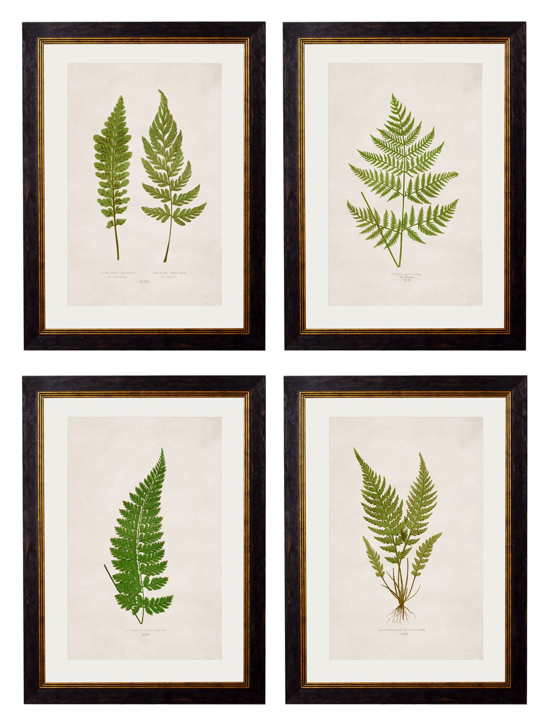 c.1864 Collection of British Ferns detail – Leya Buster Interiors