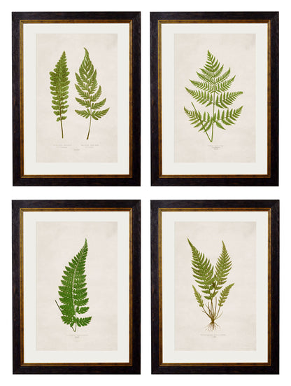 c.1864 Collection of British Ferns detail – Leya Buster Interiors