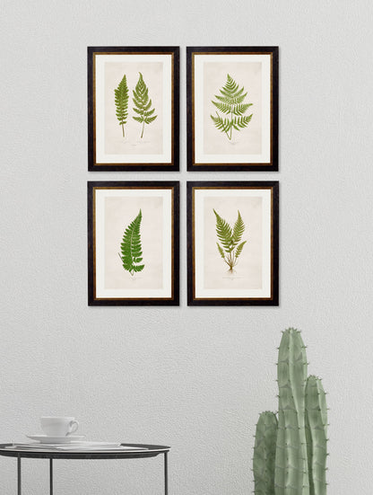 c.1864 Collection of British Ferns – framed wall art at Leya Buster Interiors