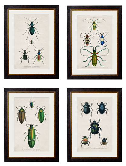 c.1836 Studies of Beetles detail – Leya Buster Interiors