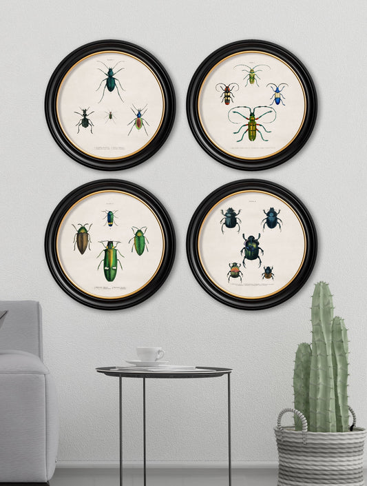c.1836 Beetle Plates – Round Frame – framed wall art at Leya Buster Interiors