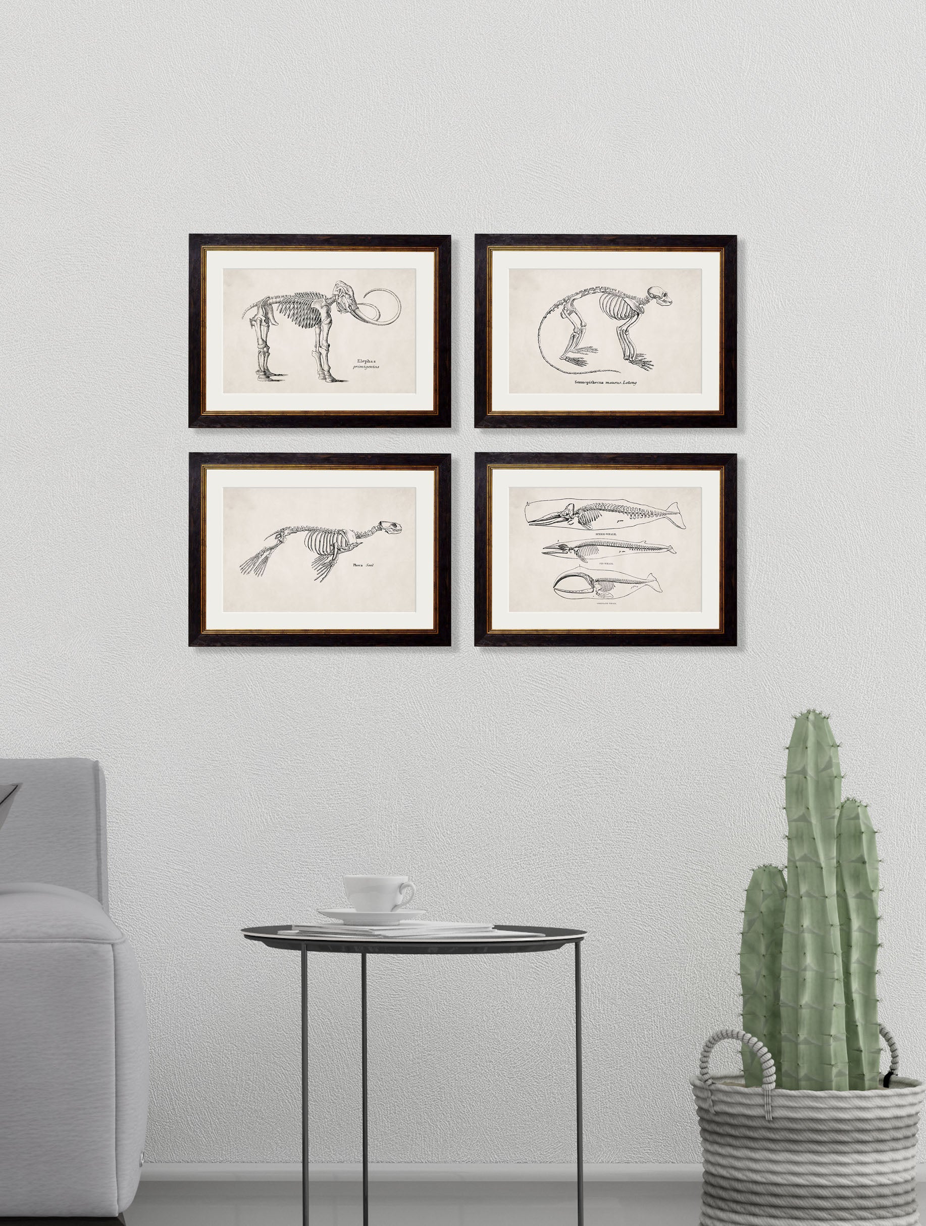 c.1870 Anatomical Skeletons – framed wall art at Leya Buster Interiors
