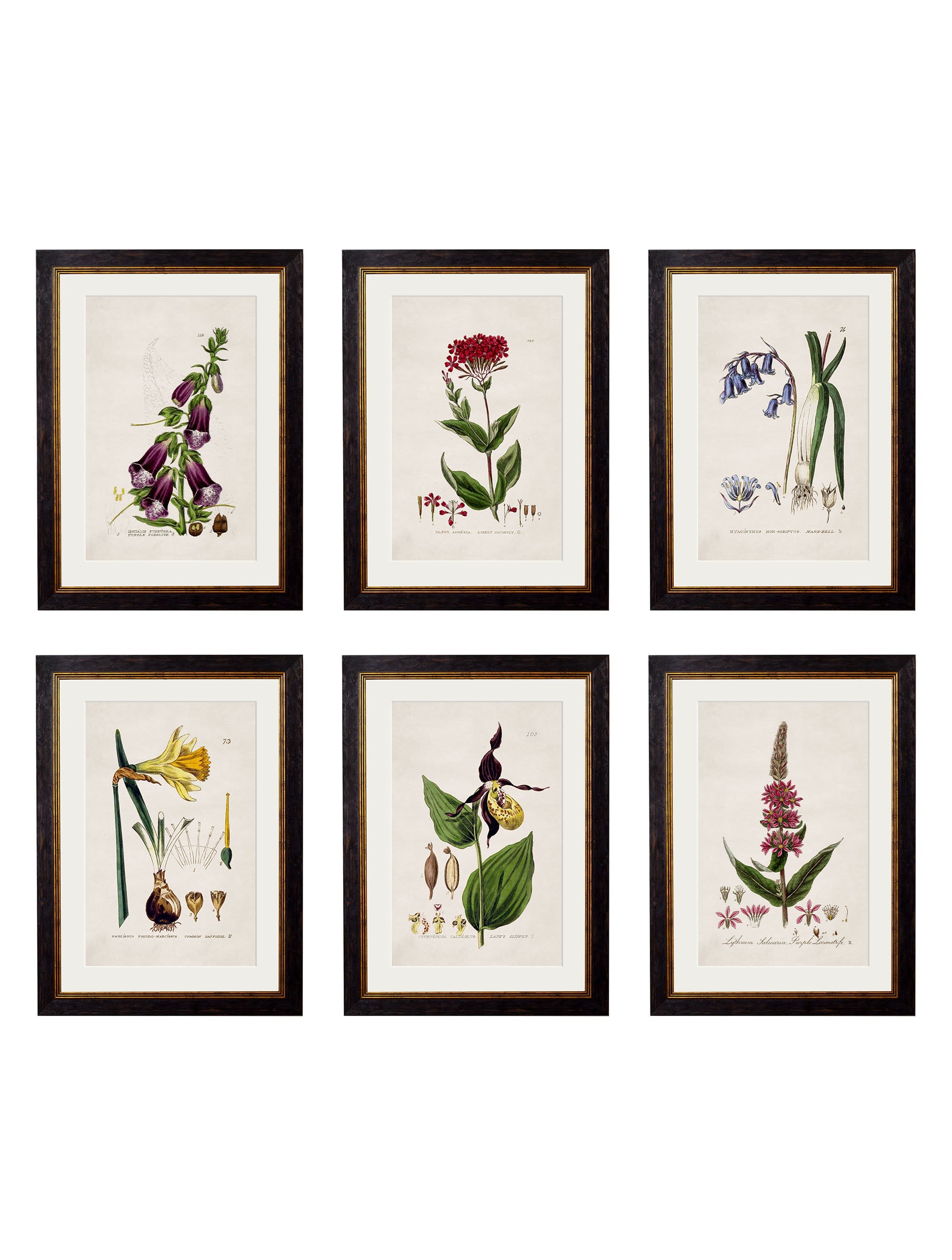 c.1837 British Flowering Plants detail – Leya Buster Interiors