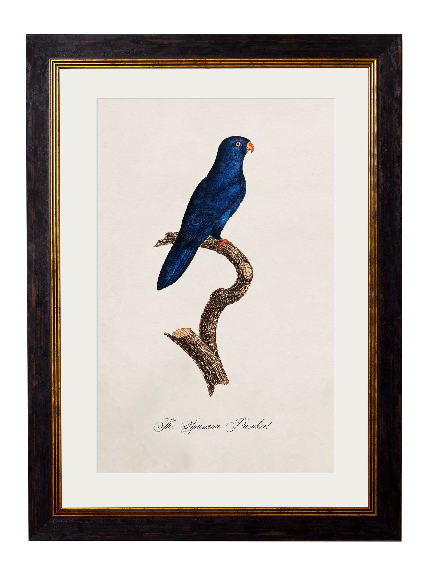 C.1800's Collection of Parrots styled view – Leya Buster Interiors