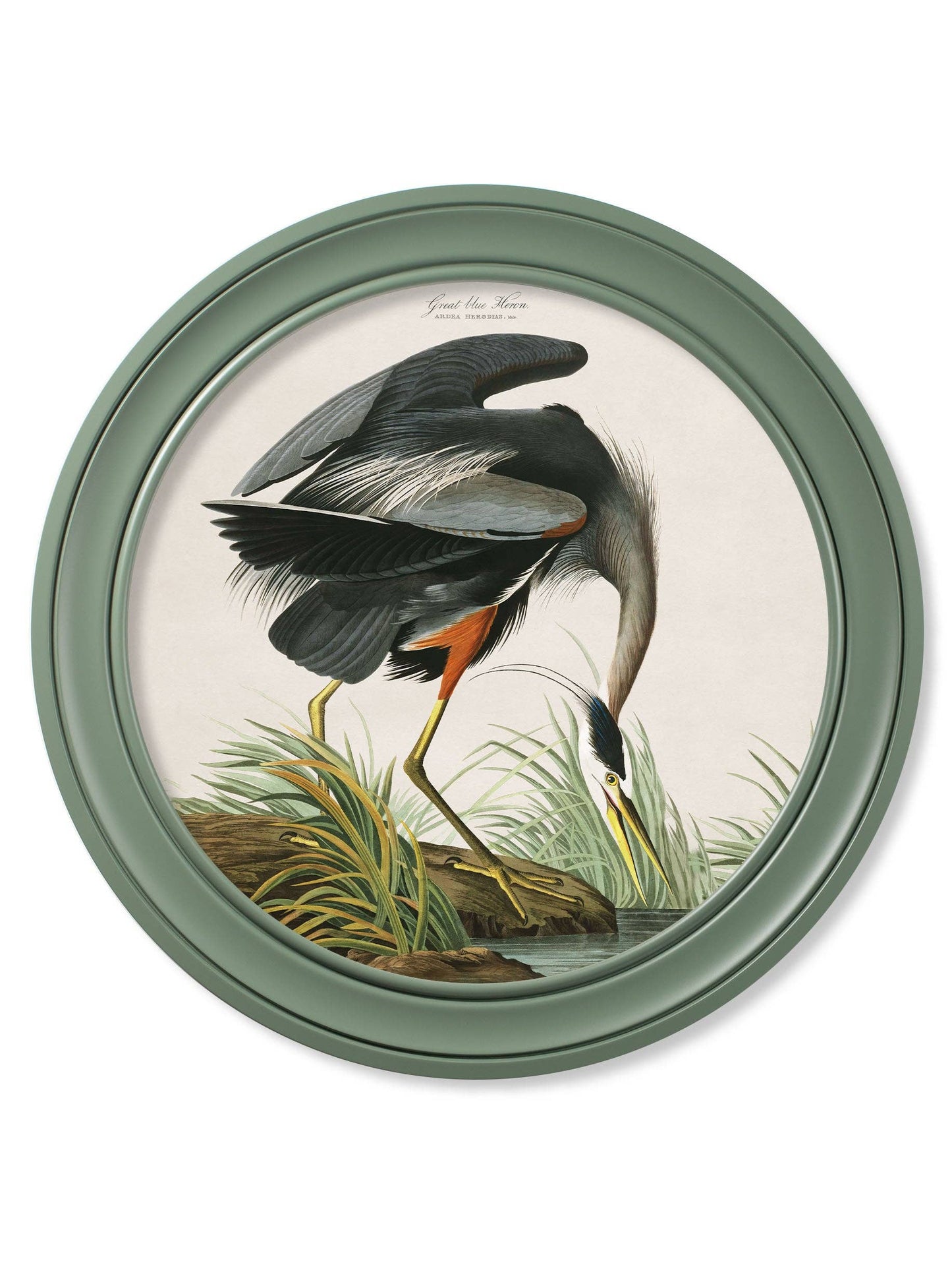 Audubon's Great Blue Heron in Green Framed Round Picture