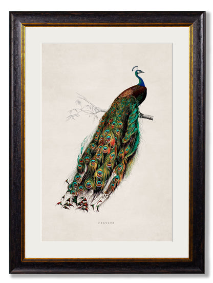 c.1847 Peacock styled view – Leya Buster Interiors