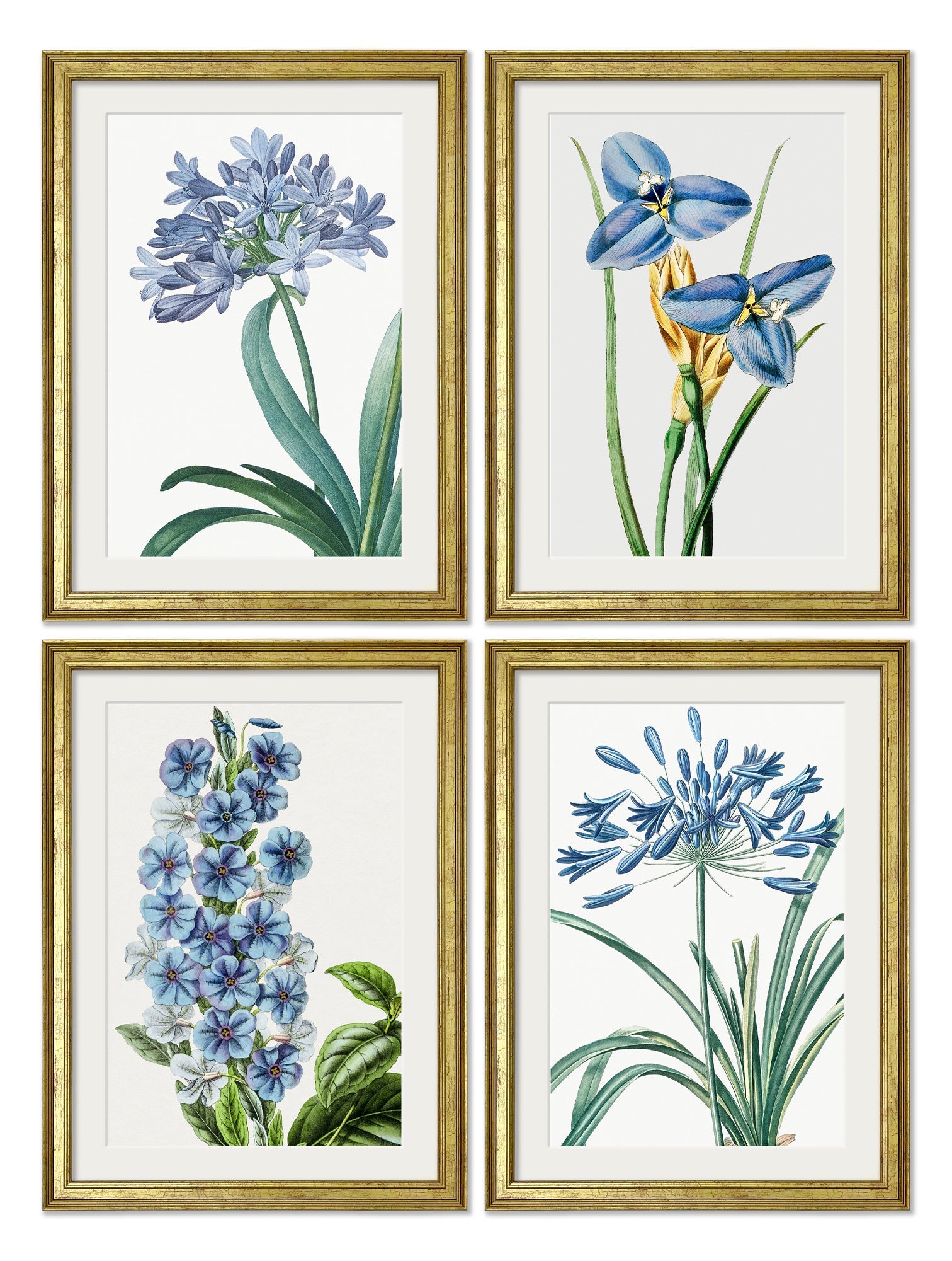 Blue Floral Illustrations Set of 4 Prints detail – Leya Buster Interiors
