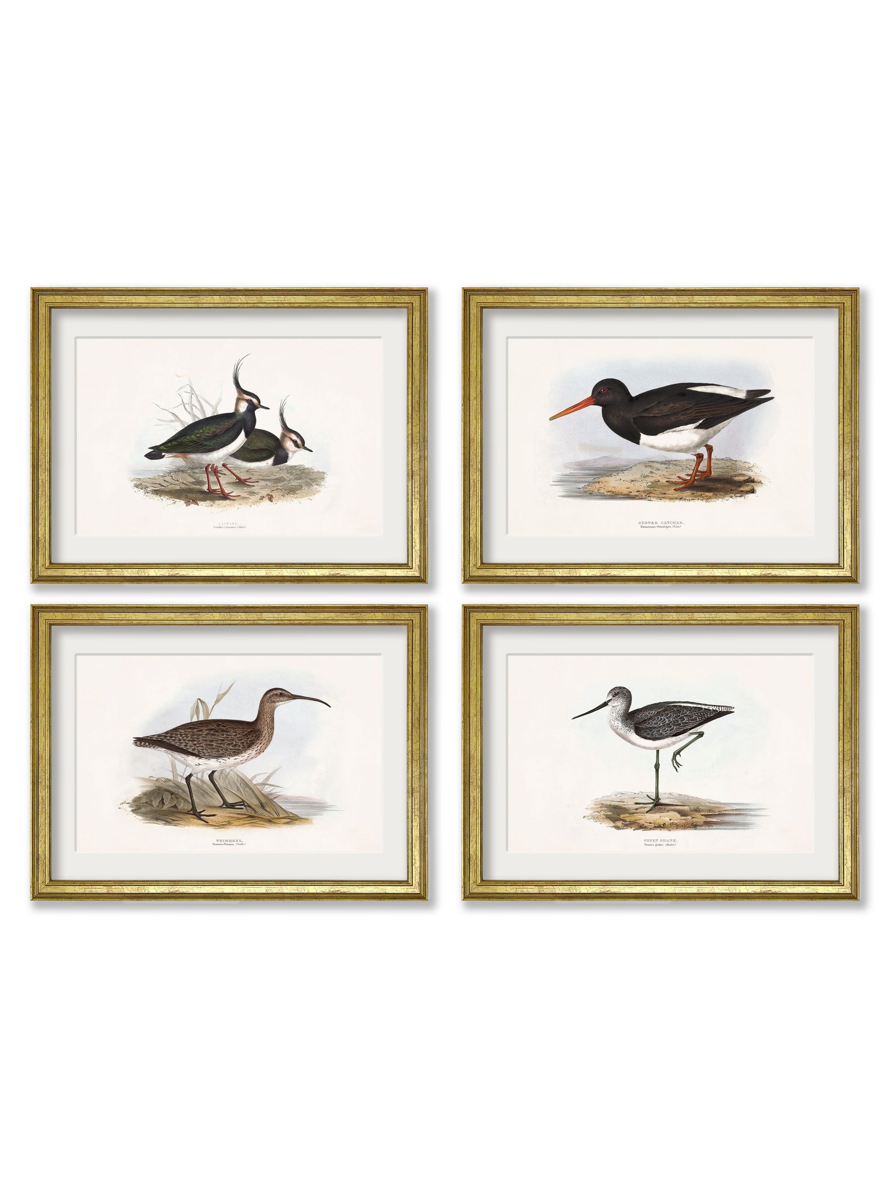 c.1837's British Coastal Birds detail – Leya Buster Interiors