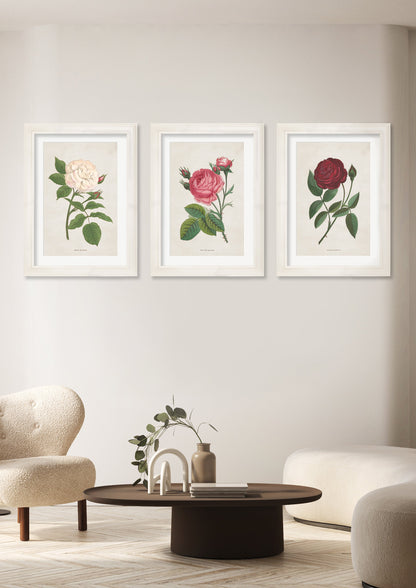 Rose Floral Illustrations – framed wall art at Leya Buster Interiors