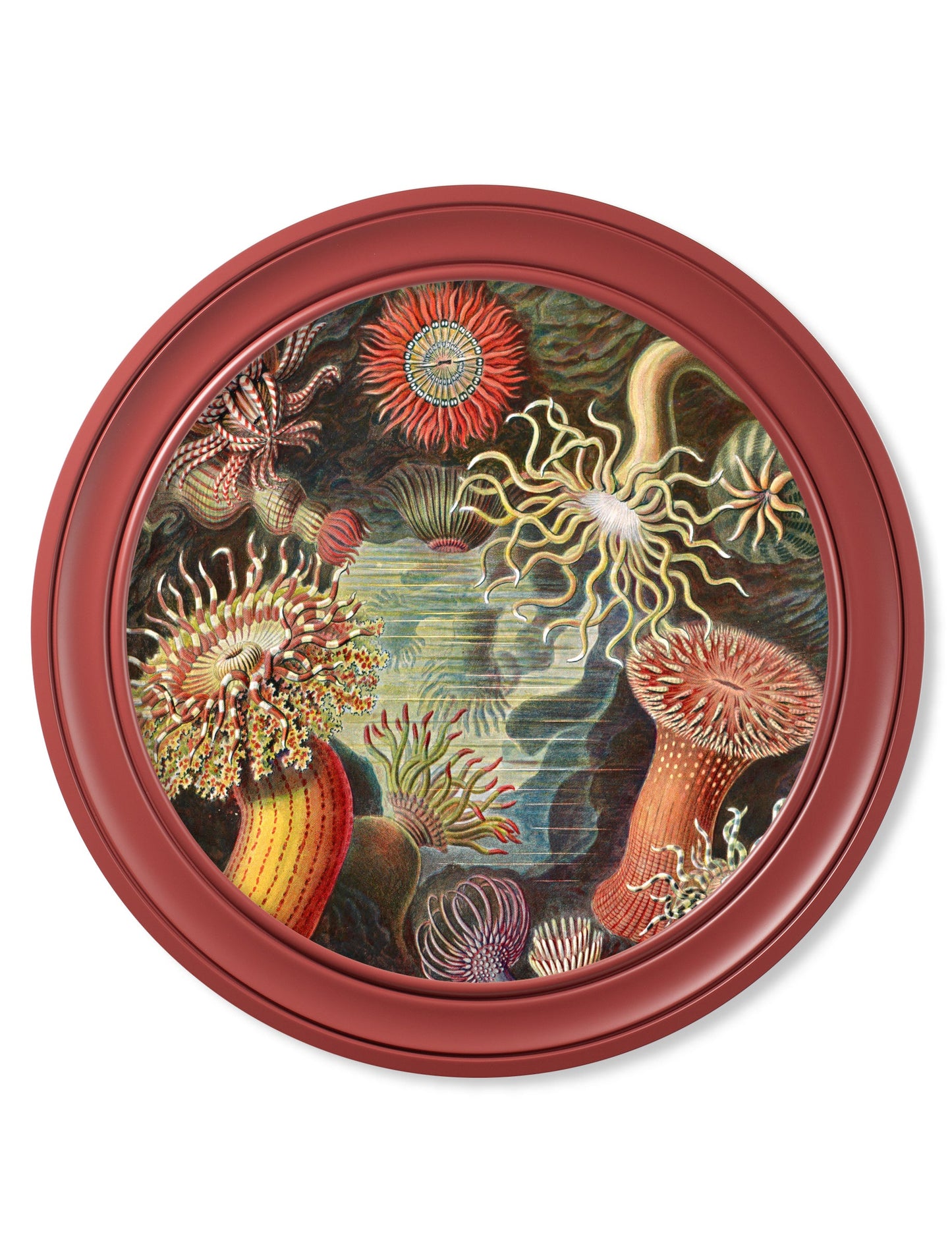 c.1904 Haeckel Flora and Fauna – Round Frames Red styled view – Leya Buster Interiors