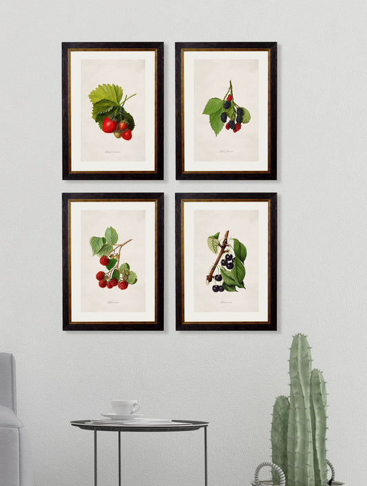 c.1886 Study of Berries & Cherries – framed wall art at Leya Buster Interiors