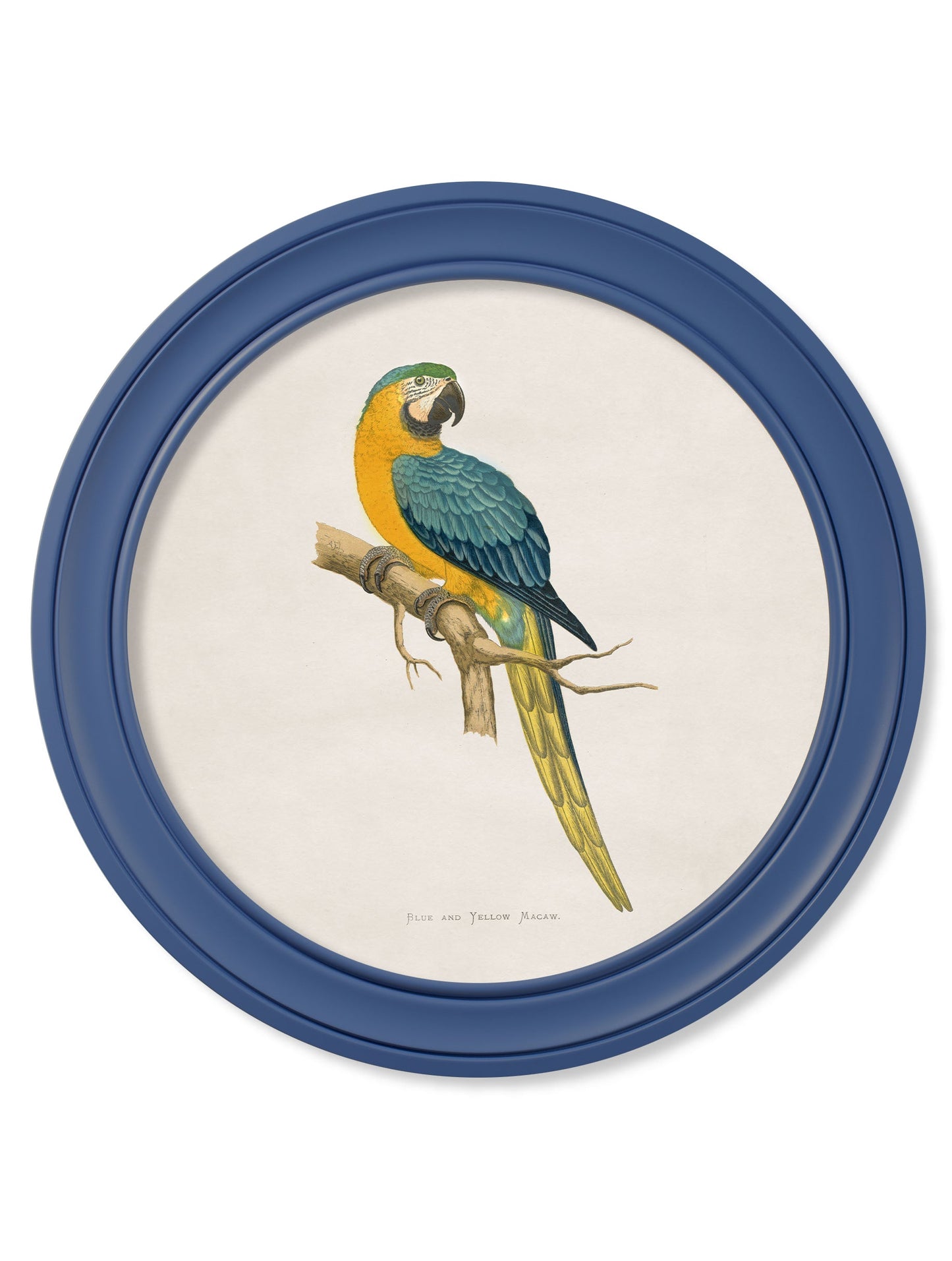 C.1884 Collection of Macaws in Round Frames Blue styled view – Leya Buster Interiors