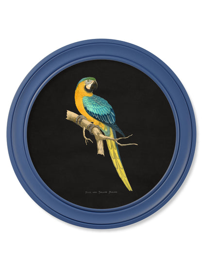C.1884 Collection of Macaws in Round Frames Blue styled view – Leya Buster Interiors