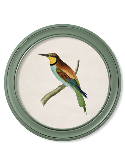 c.1870 Kingfisher and Bee Eater – Round Frame Green styled view – Leya Buster Interiors